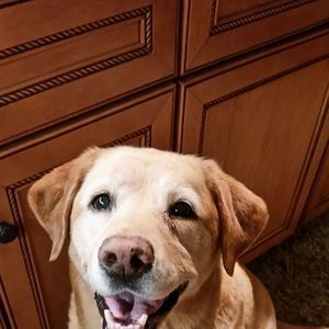 Meet your Posher, Rose